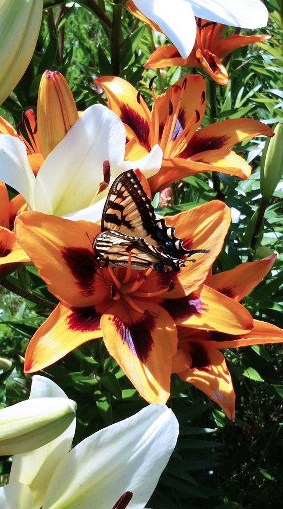 An orange and yellow butterfly rests on a tiger lily with other white lilies nearby in Unity NH.