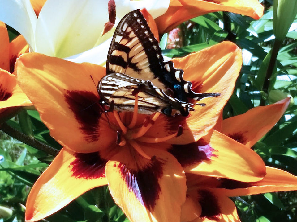 A black and white butterfly sitting on a tiger lily flower in Unity NH.