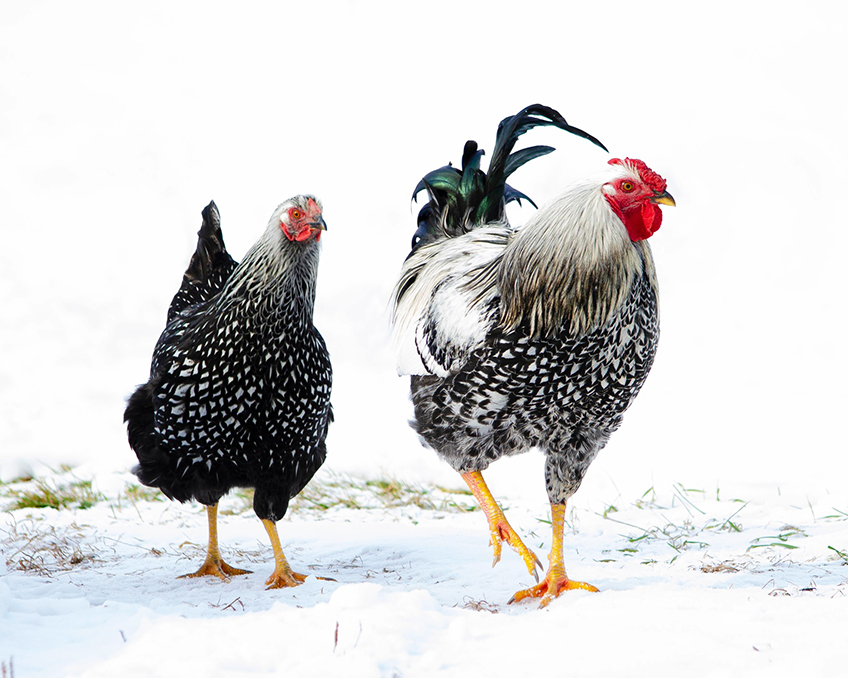 Two black and white chickens walk on the snowy ground in Unity NH.