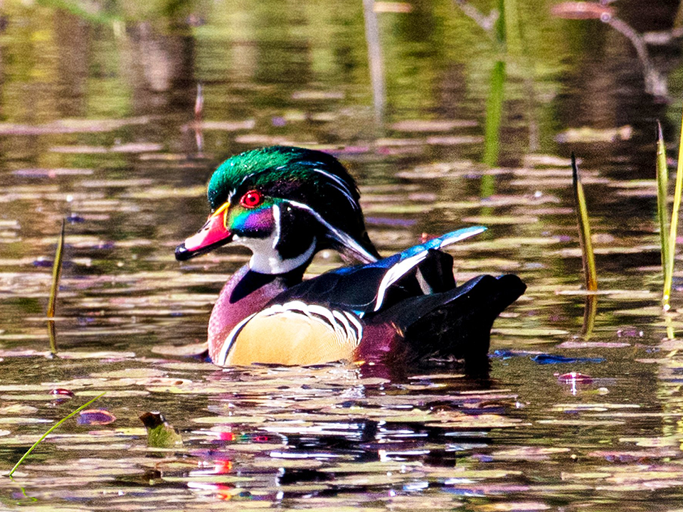 A colorful duck swimming outside on a lake.