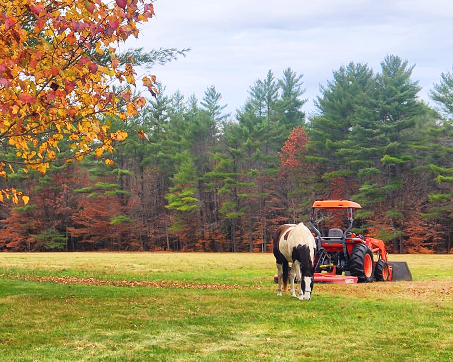 A black, brown, and white horse grazes on grass in front of an orange tractor and fall-colored trees in Unity NH.