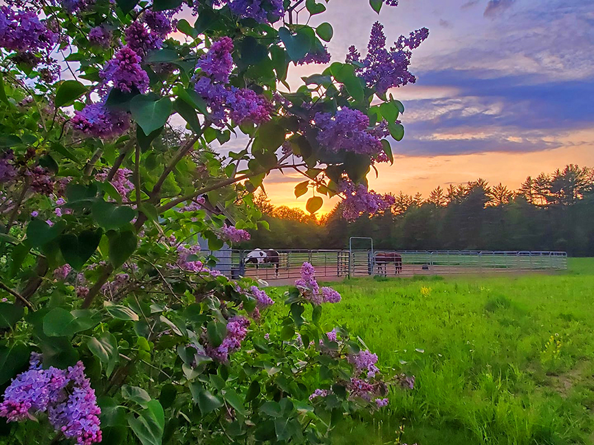 Lilacs and horses in a pasture in Unity NH.