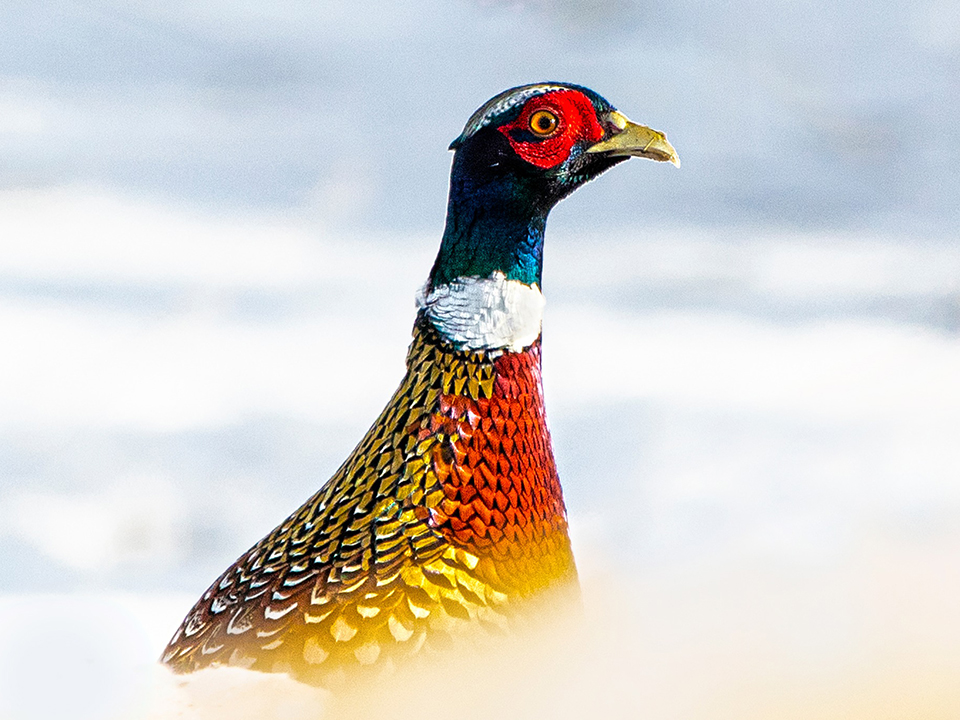 A colorful pheasant standing outside in the snow in Unity NH.