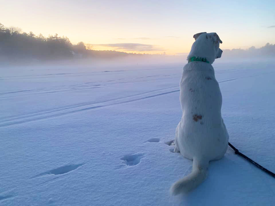 A white dog sitting on a frozen lake looking at the sunrise in Unity NH.