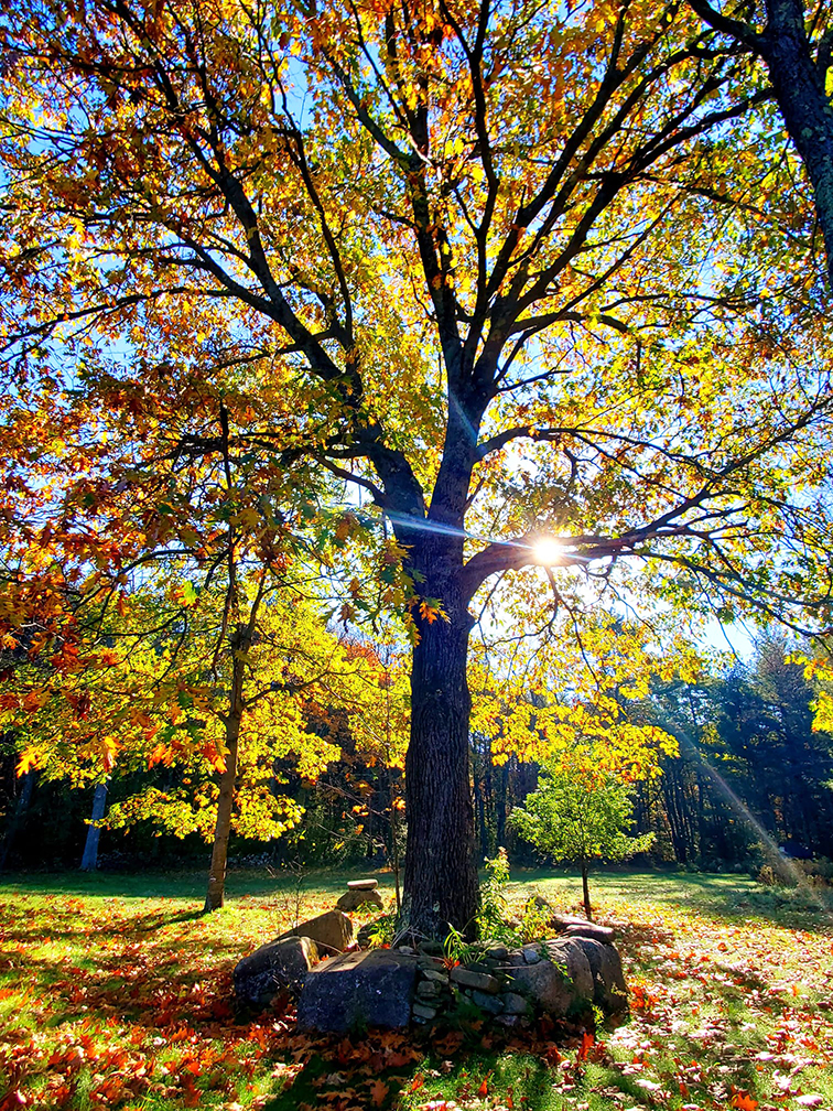 Large tree in fall leaf colors with the sun setting behind it in Unity NH.